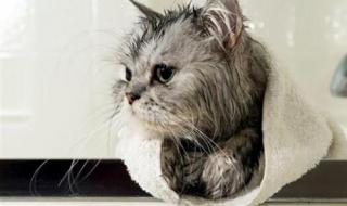 猫一个月最好洗几次澡好
